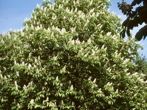 Aesculus hippocastanum