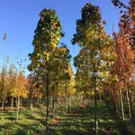 Liquidambar styraciflua ‘Slender Silhouette – 1