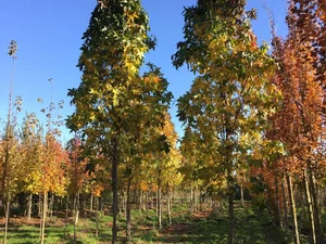Liquidambar styraciflua ‘Slender Silhouette