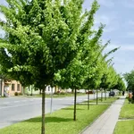 Acer campestre 'Elsrijk' – 1