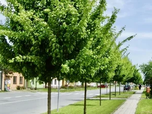 Acer campestre 'Elsrijk'