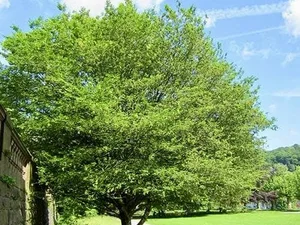 Carpinus betulus 'Quercifolia'