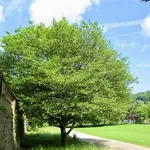 Carpinus betulus 'Quercifolia' – 1