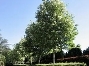 Fraxinus ornus ‘Paus Johannes Paulus ll’