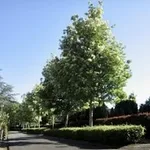 Fraxinus ornus ‘Paus Johannes Paulus ll’ – 1