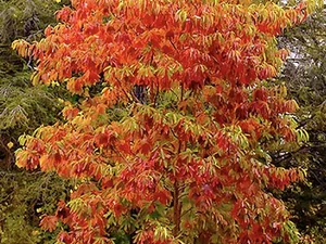Sassafras albidum