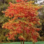 Sassafras albidum – 1