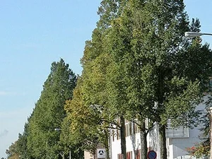 Ulmus minor ‘Sarniënsis’ (Monumetalis)