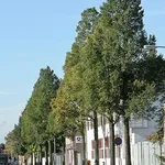 Ulmus minor ‘Sarniënsis’ (Monumetalis) – 1