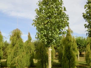 Liquidambar styraciflua ‘Paarl’