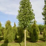 Liquidambar styraciflua ‘Paarl’ – 1