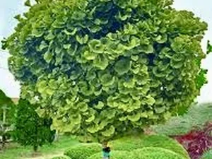Ginkgo biloba ‘Mariken’