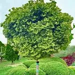 Ginkgo biloba ‘Mariken’ – 1