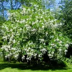 Cladrastis lutea – 1