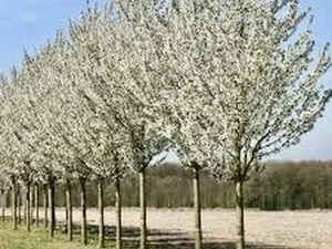 Prunus umeniko