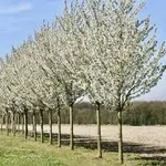 Prunus umeniko – 1