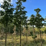 Crataegus pinnatifida major – 1
