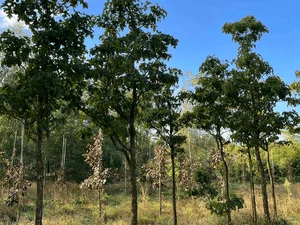 Crataegus pinnatifida major