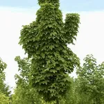 Acer platanoides 'Olmsted’ – 1