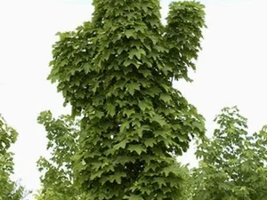 Acer platanoides 'Olmsted’