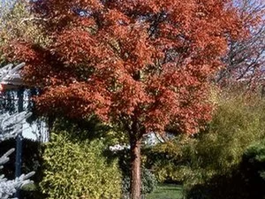 Acer griseum
