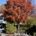 Acer griseum – 1