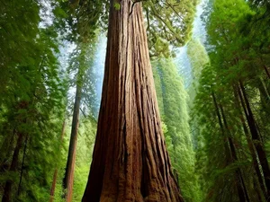 Sequoia sempervirens
