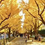 Ginkgo biloba – 1