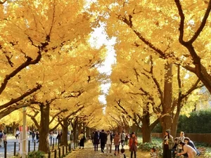Ginkgo biloba