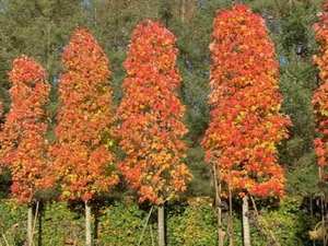 Acer rubrum 'Doric'