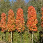 Acer rubrum 'Doric' – 1