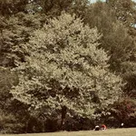 Davidia involucrata – 1
