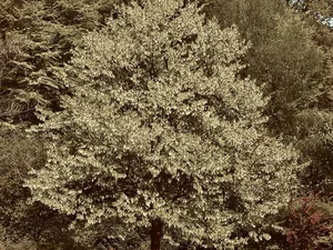 Davidia involucrata