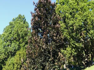 Fagus sylvatica ‘Dawyck Purple’