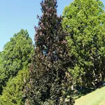 Fagus sylvatica ‘Dawyck Purple’ – 1
