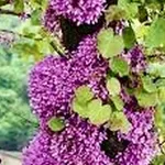 Cercis siliquastrum – 2
