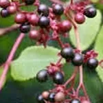 Picrasma quassioides – 2