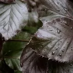 Fagus sylvatica ‘Dawyck Purple’ – 2