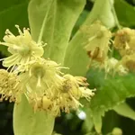 Tilia europea ‘Pallida’ – 2