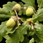 Quercus robur – 2