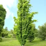 Fagus sylvatica ‘Dawyck' – 2