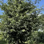 Sycoparrotia semidecidua 'Prins Claus' – 2