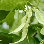 Tilia platyphyllos – 2