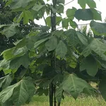 Firmiana simplex – 2