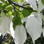 Davidia involucrata – 2