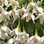 Styrax japonica – 2