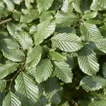 Carpinus betulus 'Frans Fontaine' – 2