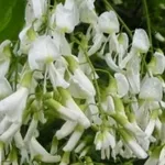 Cladrastis lutea – 2