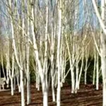 Betula utilis subsp. Jaquemontii (utilis) – 2