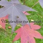 Liquidambar styraciflua ‘Paarl’ – 2